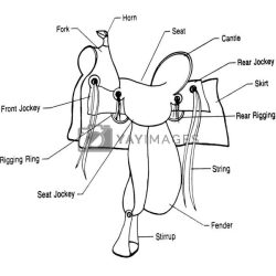 Parts of western saddle diagram