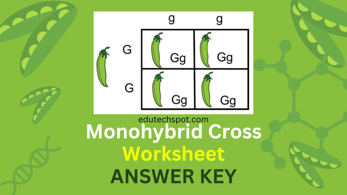 Monohybrid crosses practice answer key