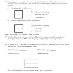 Monohybrid crosses practice answer key