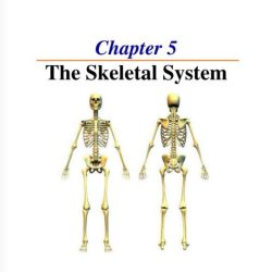 Chapter 5 skeletal system answer key