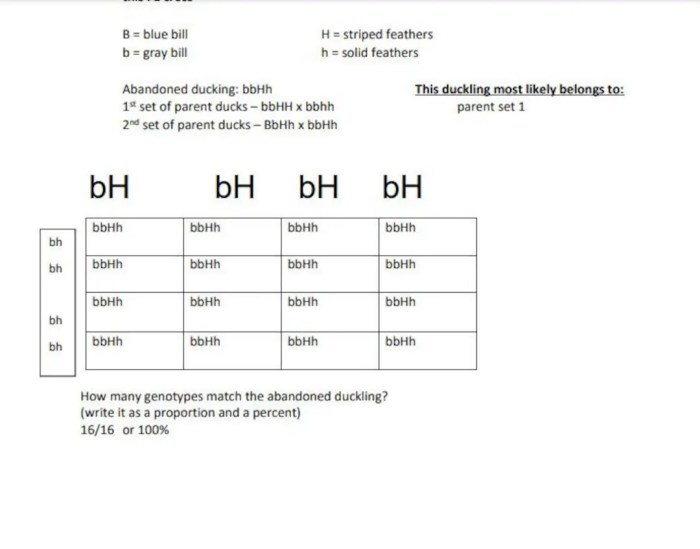 Monohybrid crosses practice answer key