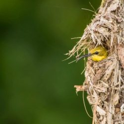 Birds nest do where build nests choose