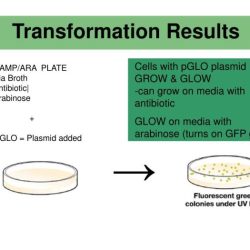 Transformation lab ap bio answers