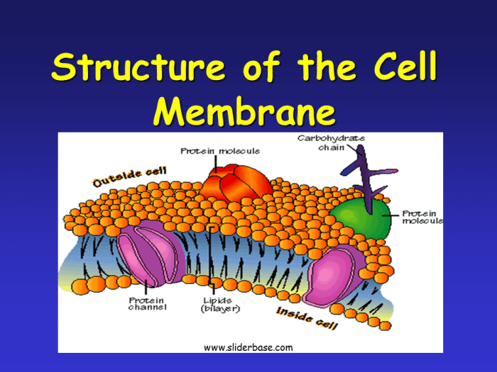 Cell defense the plasma membrane answer key pdf