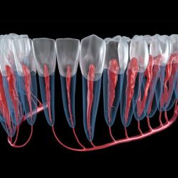 Root canal treatment procedure therapy dental tooth steps step endodontic cost does crown canals rct take much infection pulp teeth