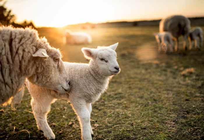 Lanolin is produced from which part of the sheep